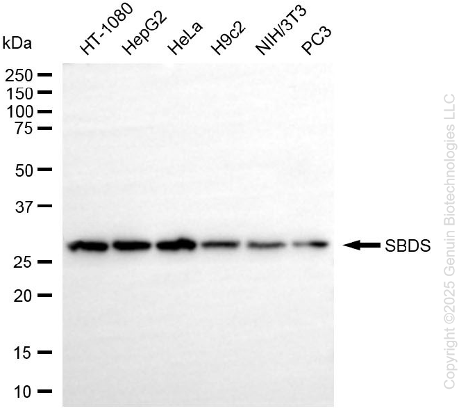 SBDS antibody