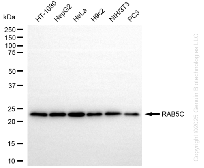RAB5C antibody