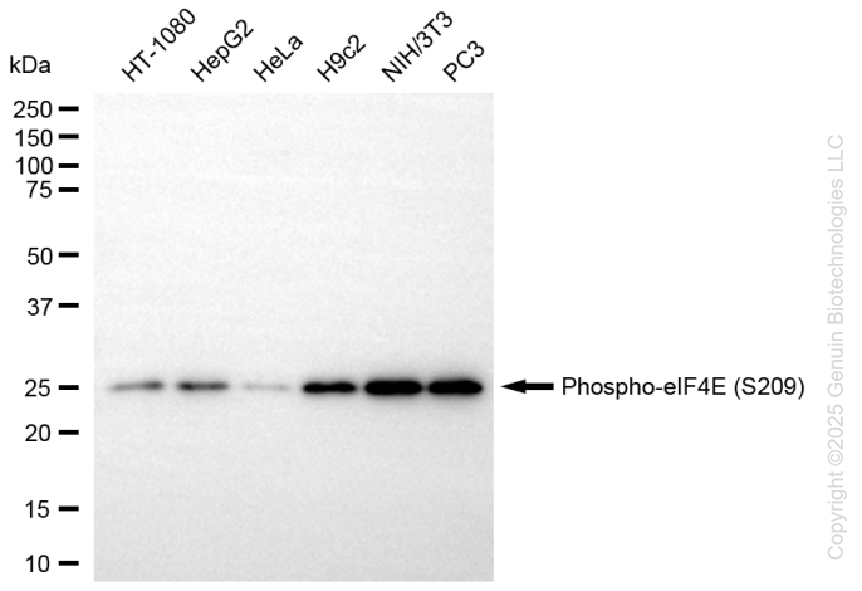 EIF4E antibody