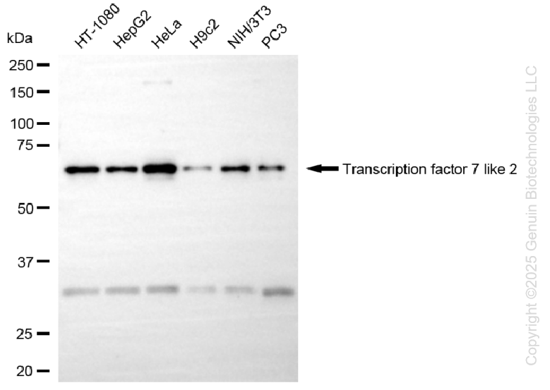 TCF7L2 antibody