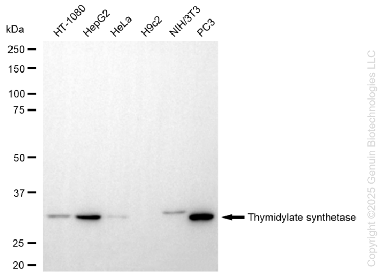 TYMS antibody
