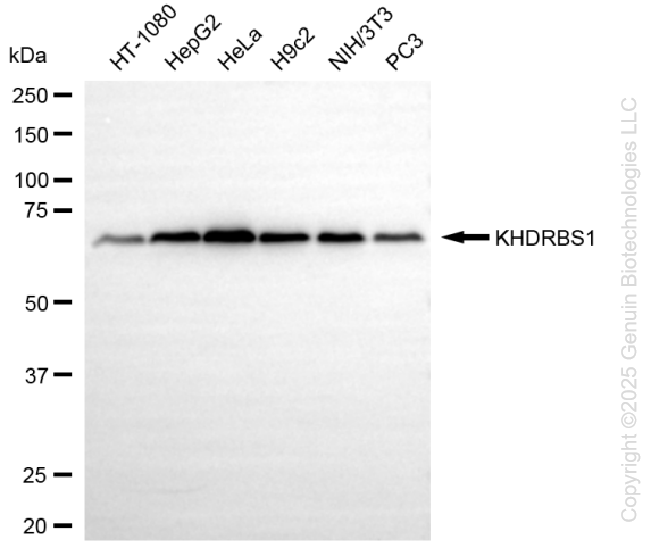 KHDRBS1 antibody