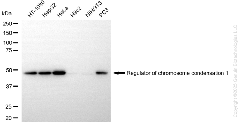 RCC1 antibody
