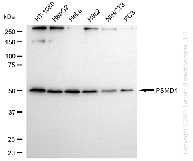 PSMD4 antibody