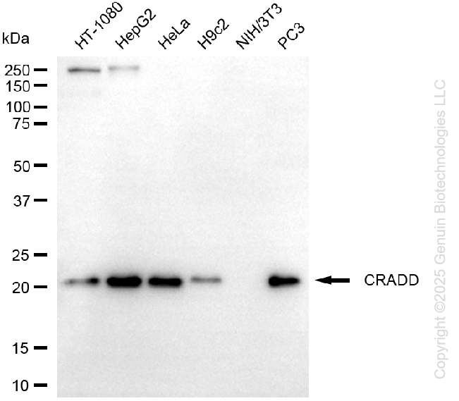 CRADD antibody