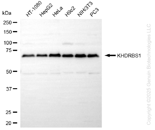 KHDRBS1 antibody
