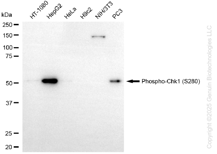 CHEK1 antibody