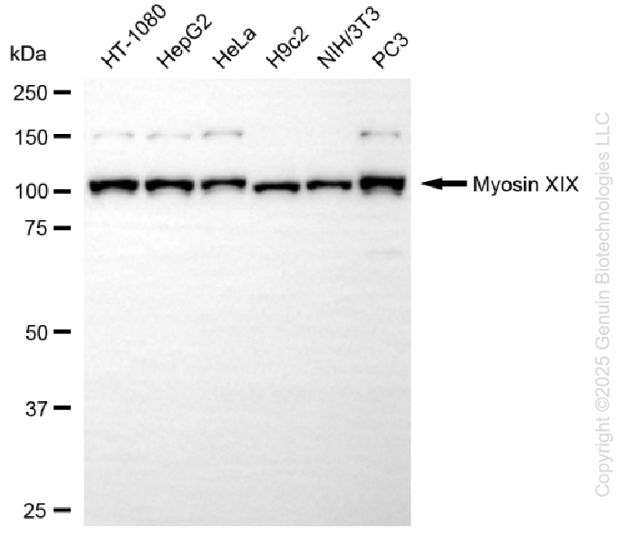 MYO19 antibody