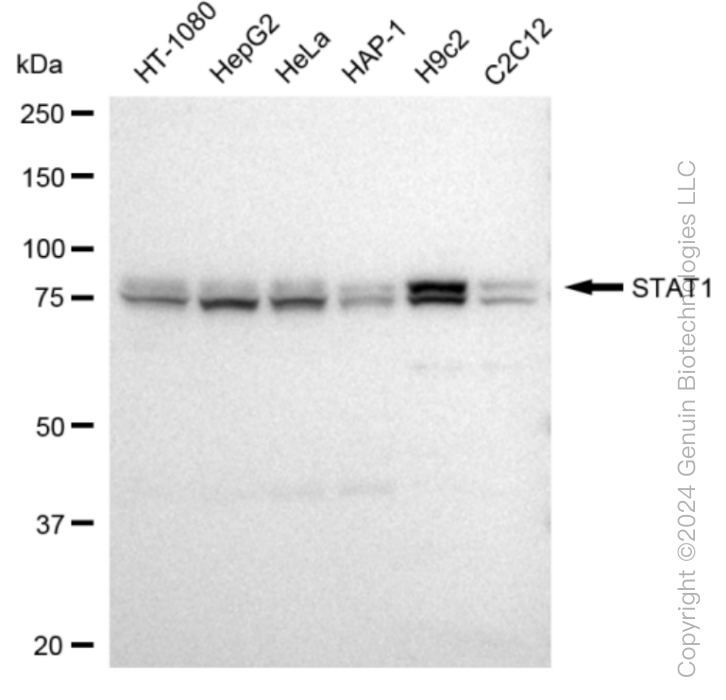STAT1 antibody
