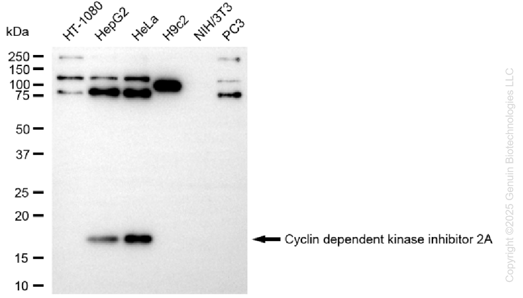 CDKN2A antibody