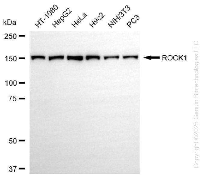 ROCK1 antibody
