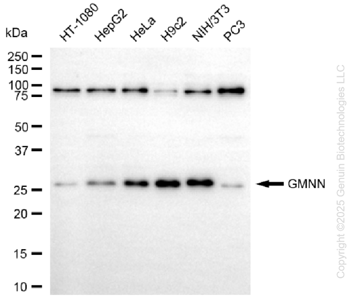 GMNN antibody