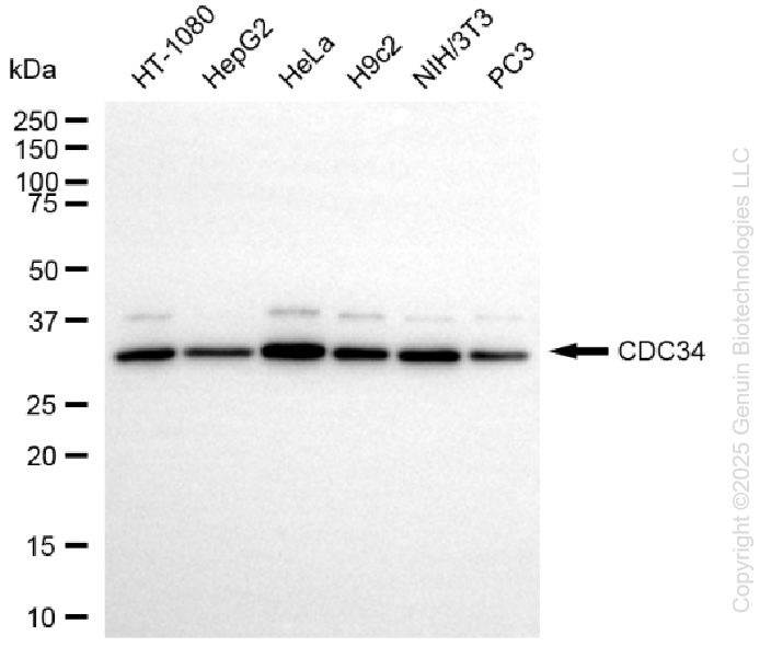CDC34 antibody