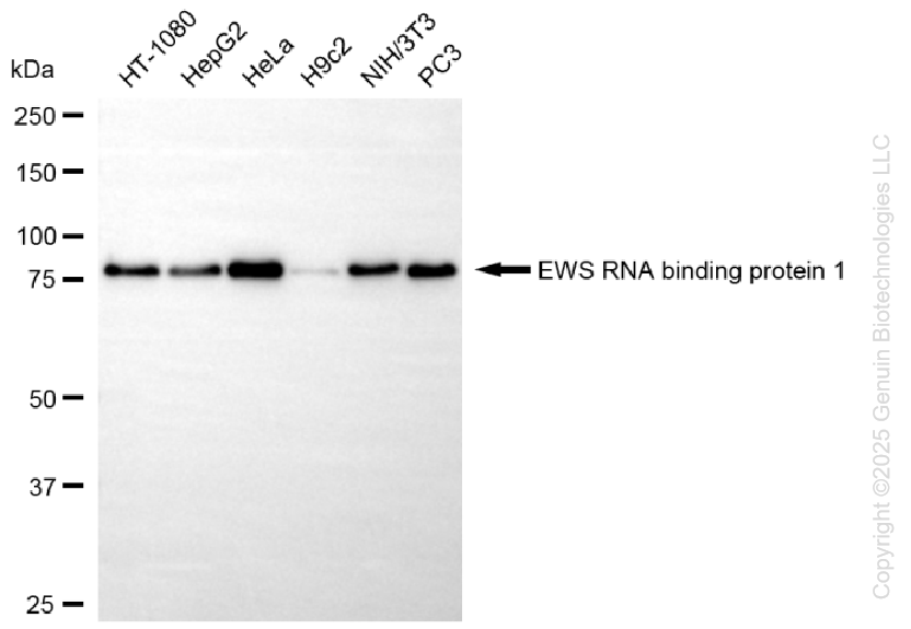 EWSR1 antibody