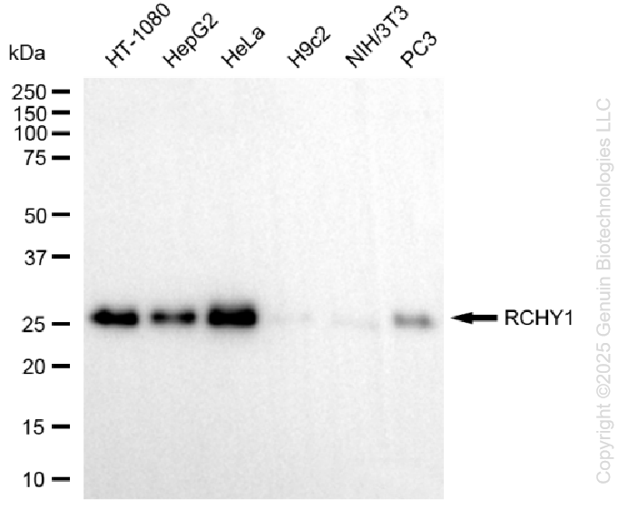 RCHY1 antibody
