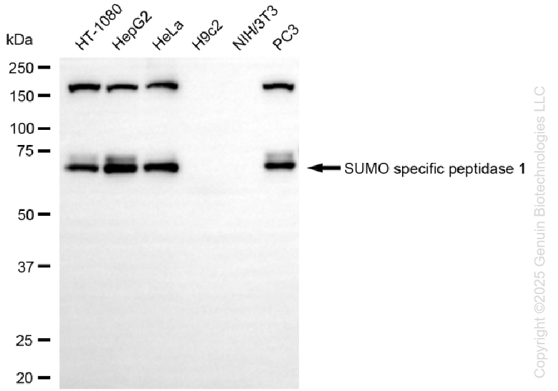 SENP1 antibody