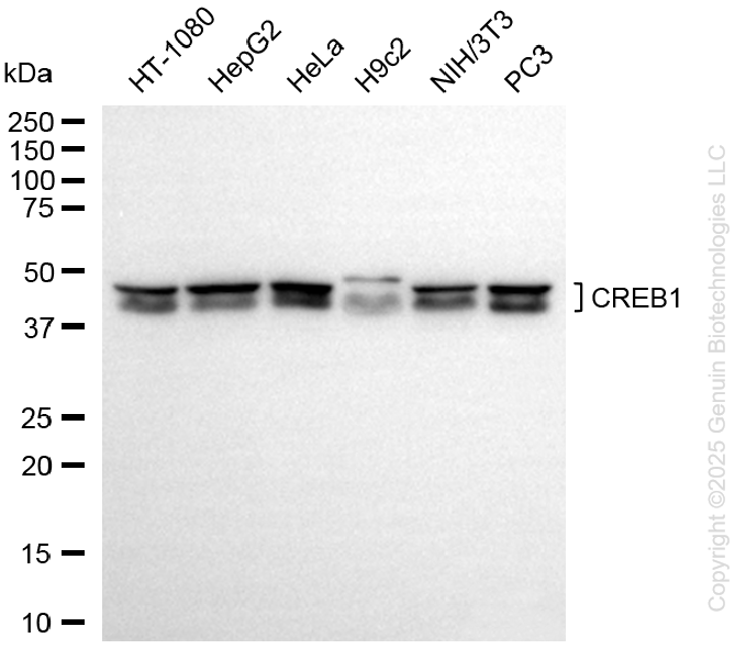 CREB1 antibody