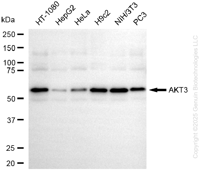 AKT3 antibody