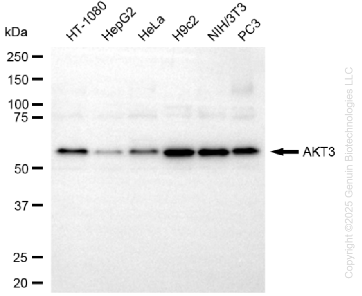 AKT3 antibody