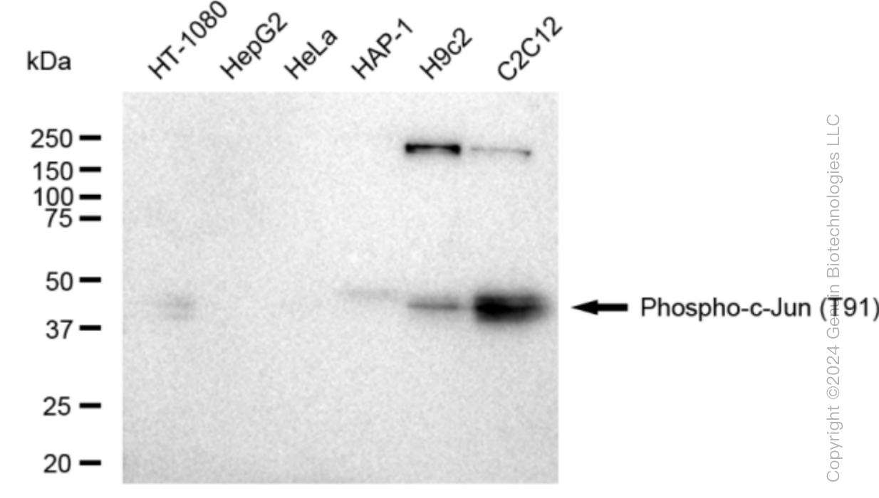 JUN antibody