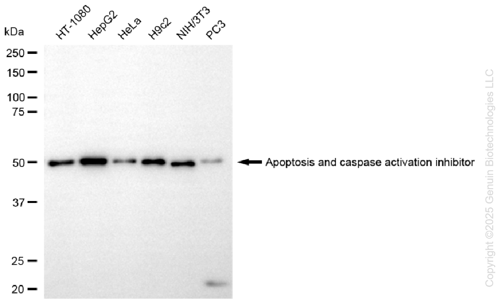 AVEN antibody