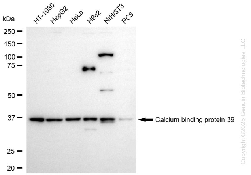 CAB39 antibody