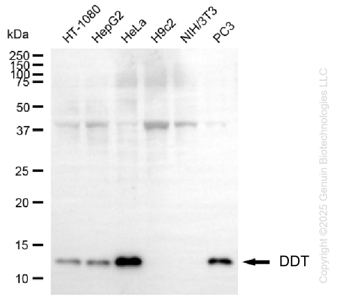 DDT antibody