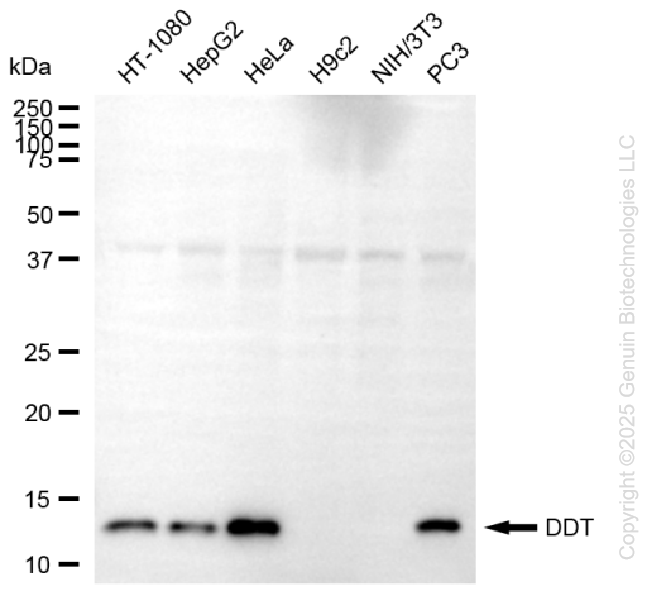 DDT antibody