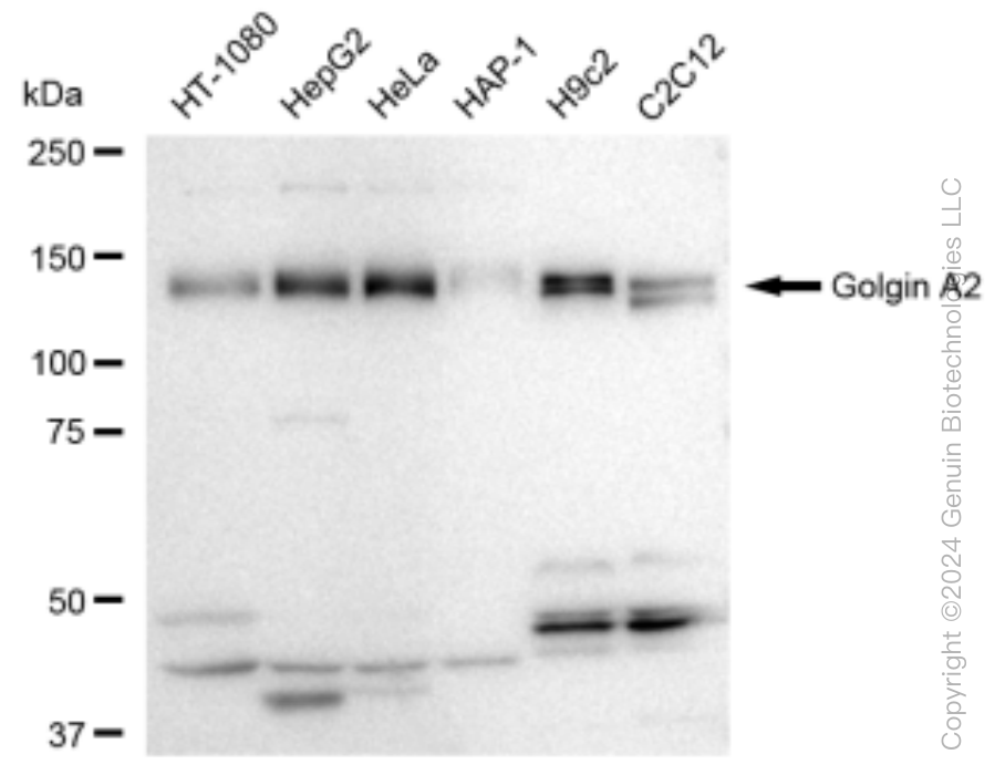 GOLGA2 antibody