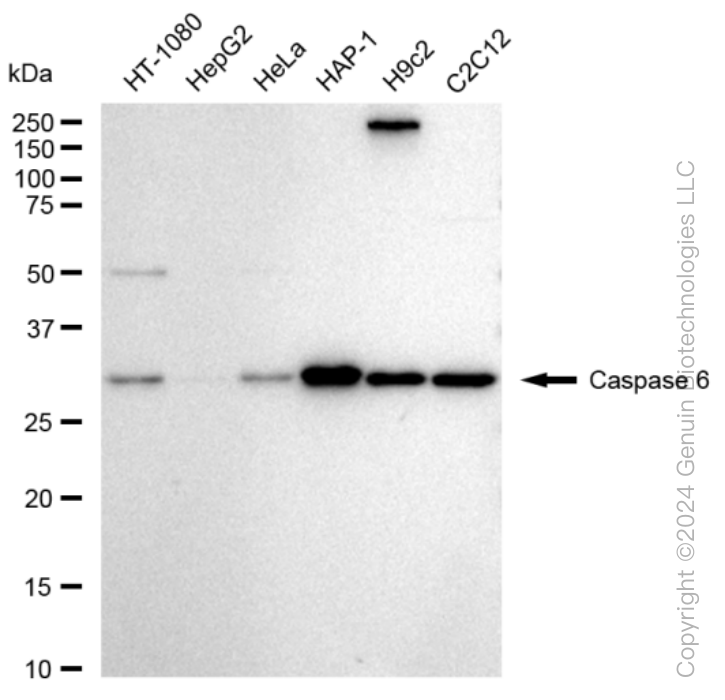 CASP6 antibody