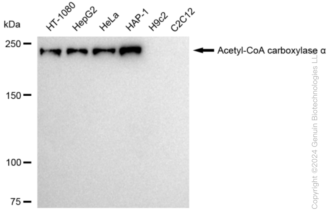 ACACA antibody