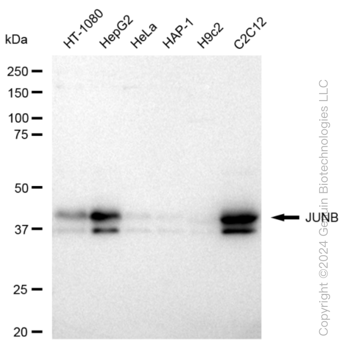 JUNB antibody