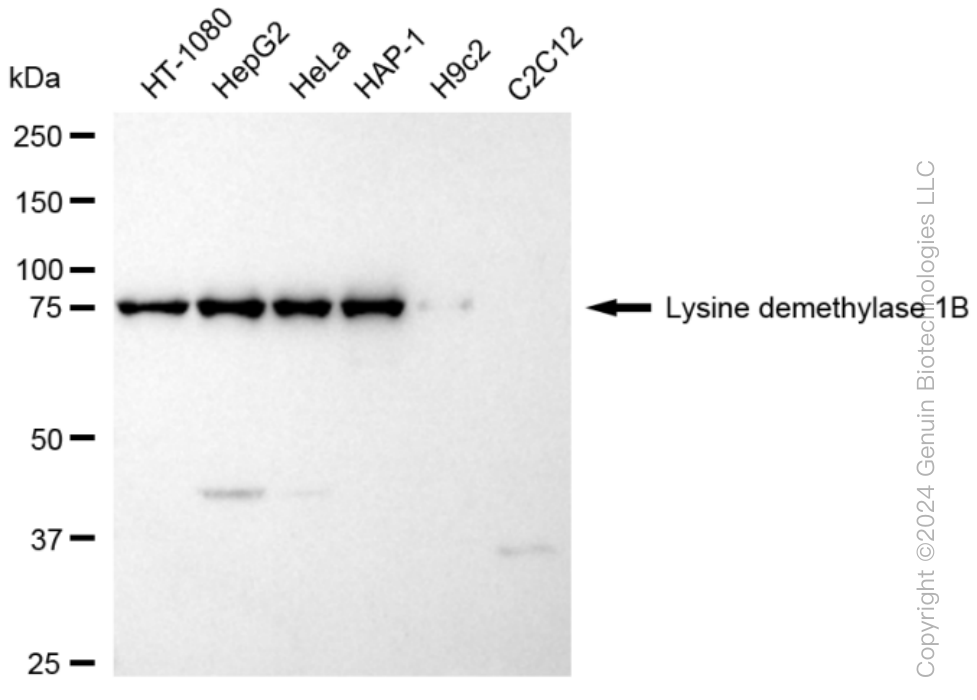 KDM1B antibody