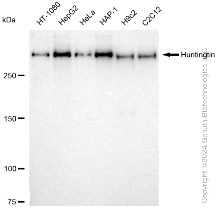 HTT antibody