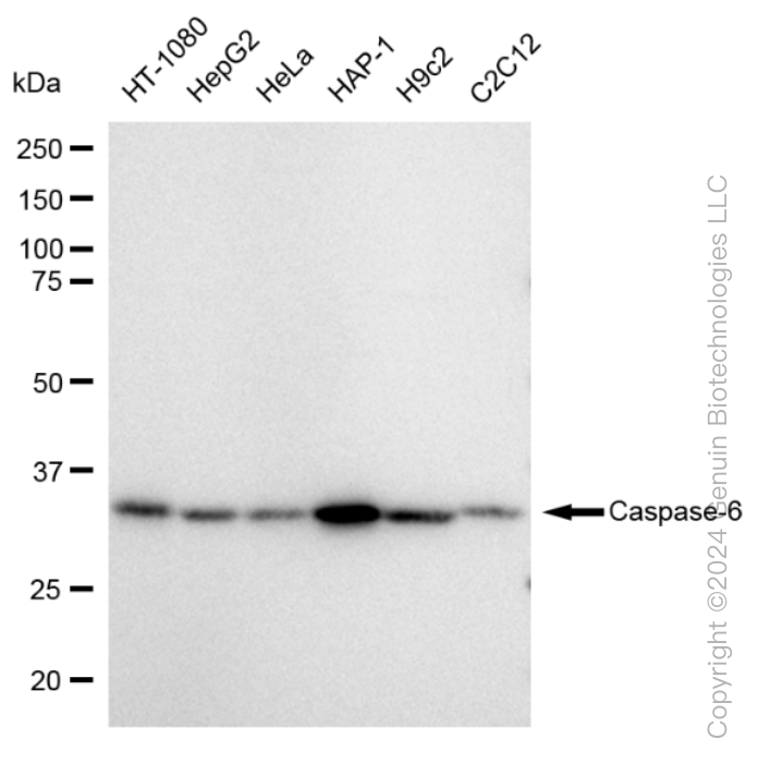 CASP6 antibody