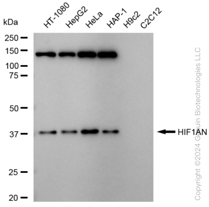 HIF1AN antibody