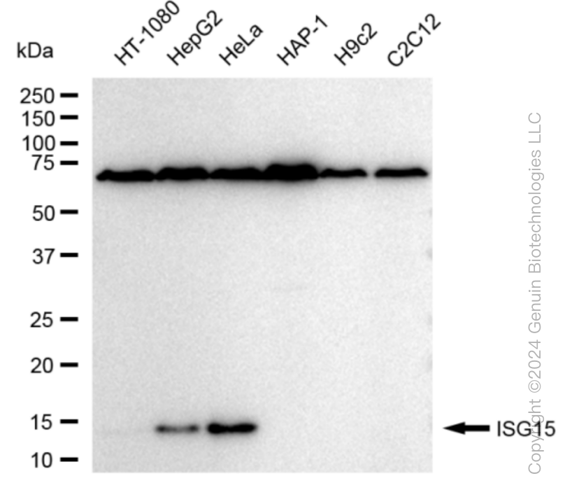 ISG15 antibody