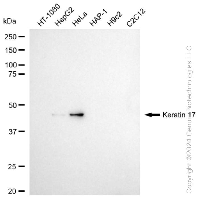 KRT17 antibody