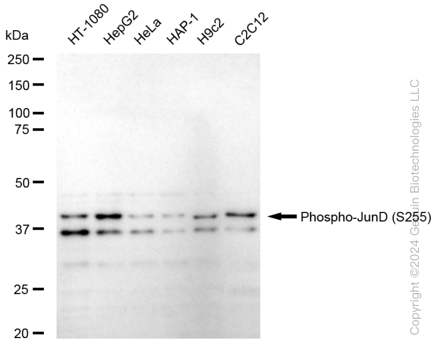JUND antibody