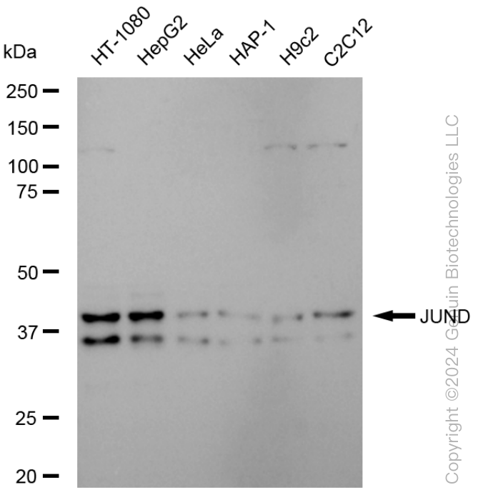 JUND antibody