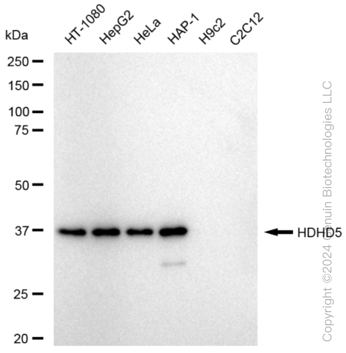 HDHD5 antibody