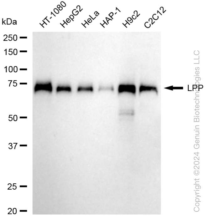LPP antibody