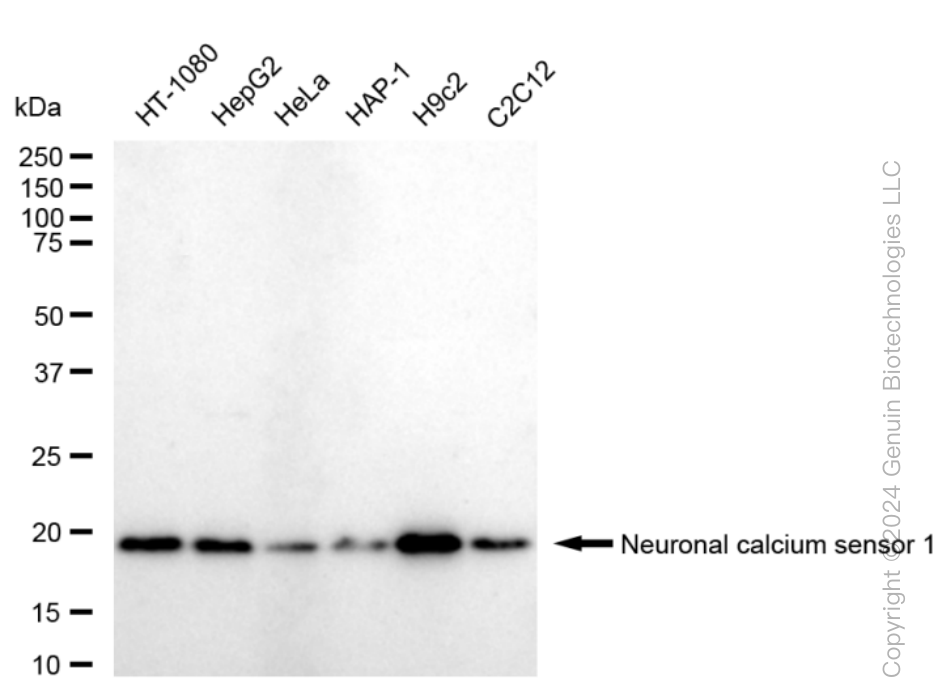 NCS1 antibody
