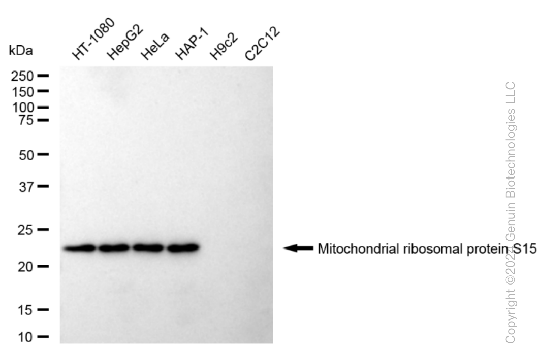 MRPS15 antibody