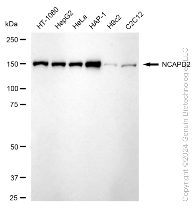 NCAPD2 antibody