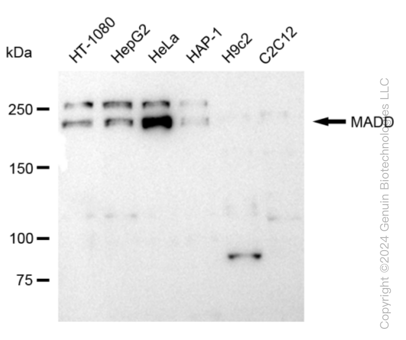 MADD antibody