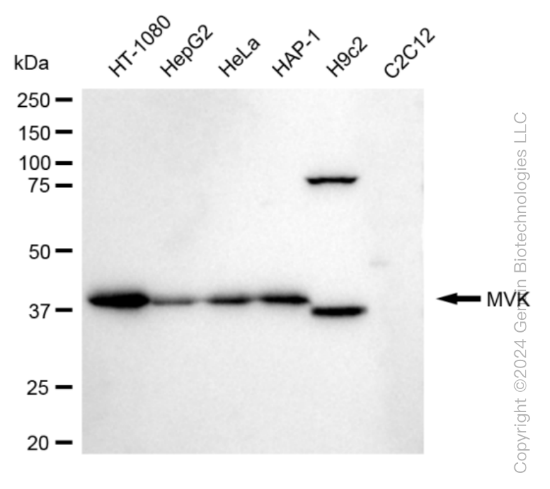 MVK antibody
