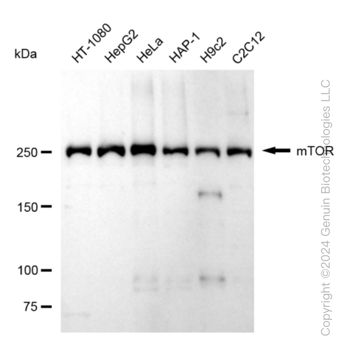 MTOR antibody