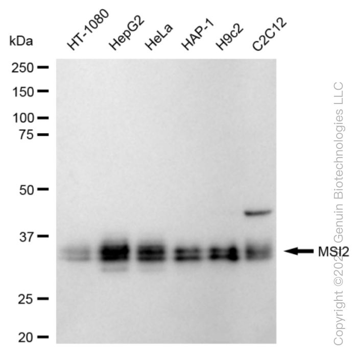 MSI2 antibody