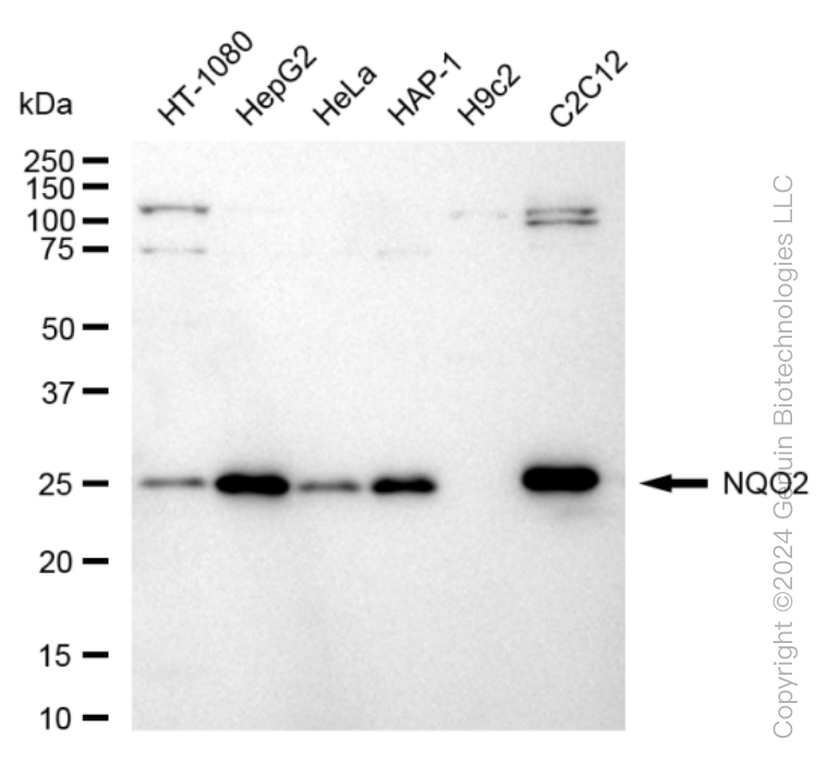 NQO2 antibody